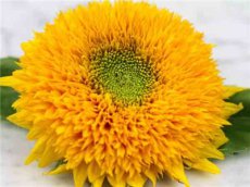ZBETPZOTEBE Sunflower Teddy Bear TessGruun Helianthus annuus 10 seeds