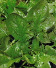 Spinach Giant Winter TessGruun 3 grams