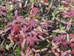 Acer Palmatum 10 seeds TessGruun