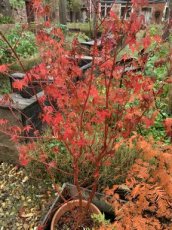 Acer Palmatum 10 zaden TessGruun