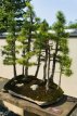 ZBOTWMETA Séquoia géant de Chine (Metasequoia glyptostroboides)10 graines TessGruun