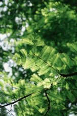 ZBOTWMETA Sequoia amanecer ( Metasequoia glyptostroboides ) Bonsai10 semillas TessGruun