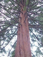 ZBOTWSESE Sequoia Sempervirens - Coast Redwood 10 seeds TessGruun