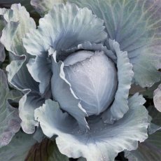 ZKODB1511 Red cabbage 'Klimaro F1' Brassica oleracea BIO De Bolster (1511)