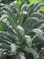 ZKOTPNEDITOB Borecole Kale Curly Nero di Toscana Black Tuscany ORGANIC TessGruun