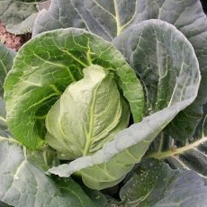 Cabbage Bacalan de Rennes TessGruun