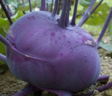 ZKOTPDEPU Kohlrabi Delicacy Purple ORGANIC TessGruun