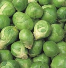 Brussels Sprouts Evesham Special TessGruun