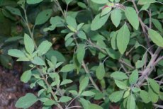 ZKRTLKOBO Boliviaanse Koriander Papalo Porophyllum ruderale 10 BIO zaden TessGruun