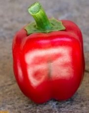 Paprika Maor 10 zaden TessGruun