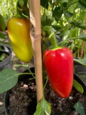 Paprika Schwalbe 10 zaden TessGruun
