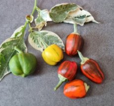Sweet Pepper Madame Paraplü 5 seeds ORGANIC TessGruun