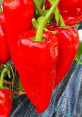 ZPAMSMERC Paprika Mercedes 10 zaden TessGruun