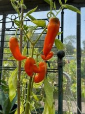 Paprika Oranza Gara 10 zaden TessGruun