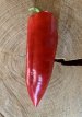 ZPATGFETE Sweet Pepper Ferenc Tender 10 seeds