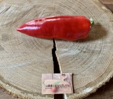 ZPATGFETE Sweet Pepper Ferenc Tender 10 seeds
