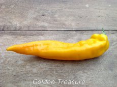 ZPATGGOTR Sweet Pepper Golden Treasure 5 seeds TessGruun