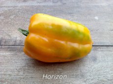 Sweet Pepper Horizon 10 seeds TessGruun