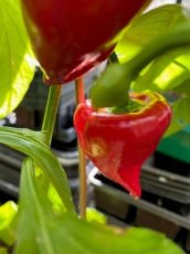 ZPATGKABO Sweet Pepper Kaboutermuts 10 seeds TessGruun