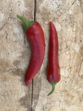 Paprika Lemme's Sweet Italian 10 zaden TessGruun