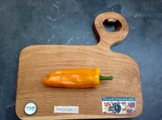 ZPATGMAR Paprika Marseillais 10 zaden TessGruun