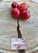 ZPATGMIBERE Sweet Pepper Mini Belle Red 10 seeds