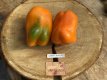 ZPATGORSU Sweet Pepper Orange Sun 10 seeds TessGruun