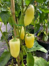 Pimiento Belozerka 10 semillas TessGruun