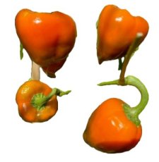 Paprika Lesya Orange 10 zaden TessGruun