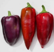 Paprika Macho 10 zaden TessGruun