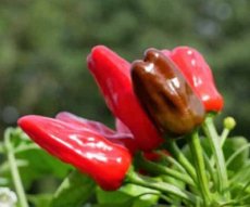 PeperTurkish Flower Biber 10 zaden TessGruun