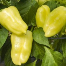 ZPATSVPUB Sweet Pepper Pusztagold 10 seeds ORGANIC TessGruun