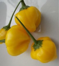 ZPETGAJLEMBAL Pepper Aji Lemon Balls 5 seeds TessGruun