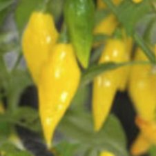 Pepper Aji Lemon Drop 5 seeds TessGruun