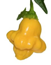 ZPETGAJWHFAYE Piment Aji Fantasy Jaune 10 graines TessGruun