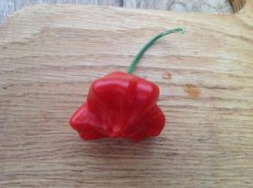 ZPETGBICR Hot Pepper Bishop’s Crown 5 seeds TessGruun