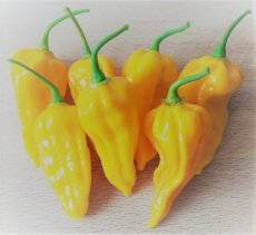 ZPETGBJGYE10 Pepper Bhut Jolokia Ghost Yellow 5 seeds Tessgruun