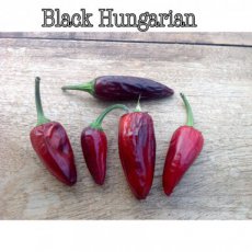 ZPETPBLHU Chile Húngaro Negro / Black Hungarian 10 semillas TessGruun