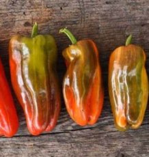 ZPETGCACA Sweet Pepper Candy Cane 10 seeds TessGruun