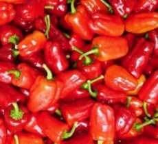 ZPETGCAJBEL Peper Cajun Belle 10 zaden TessGruun