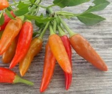 ZPETGCANLIG Pepper Candlelight 10 seeds TessGruun