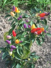 ZPETGCERA Hot Pepper Centennial Rainbow 10 seeds TessGruun