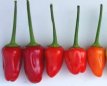 Piment Chinese 5 color 10 graines TessGruun