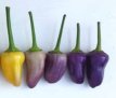 ZPETGCH5CO Pepper Chinese 5 color 10 seeds TessGruun