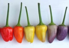 Pepper Chinese 5 color 10 seeds TessGruun