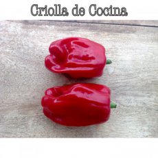 Paprika Criolla de Cocina 10 zaden TessGruun