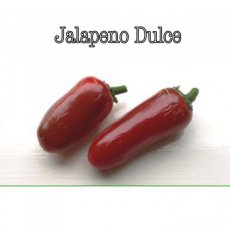 ZPETGJADU Peper Jalapeño Dulce 10 zaden TessGruun