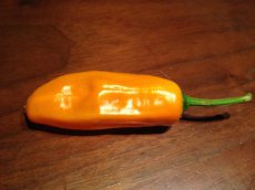 ZPETGJAOR Hot Pepper Jalapeño Orange 10 seeds TessGruun