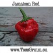 ZPETGJARE Hot Pepper Jamaican Red 10 seeds TessGruun