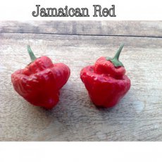 ZPETGJARE Hot Pepper Jamaican Red 10 seeds TessGruun
